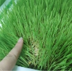 Gambar Hạt giống mầm Cỏ Lúa Mì, (Kg) Hạt mầm cỏ Lúa Mạch, Cỏ mèo, Wheat grass