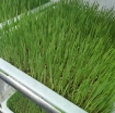 Gambar Hạt giống mầm Cỏ Lúa Mì, (Kg) Hạt mầm cỏ Lúa Mạch, Cỏ mèo, Wheat grass