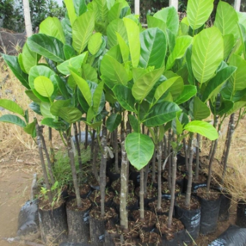 Ảnh của Cây Mit ghép, Mít Thái, Mít Tứ Quý, Mít Tố Nữ, Mít không hạt, Ruột đỏ