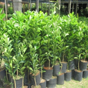 Ảnh của Cây Bưởi ghép, Bưởi giống, Bưởi Hồng Da Xanh, Năm Roi, Bưởi Diễn, Đoan Hùng