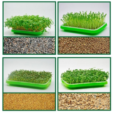 Hình ảnh cho danh mục Khay rau mầm, Chậu trồng giá đỗ