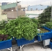 Ảnh của Bộ Aquaponics chuyên nghiệp AQ-TX04