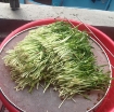Ảnh của Hạt rau mầm rau muống Thái Lan siêu giòn ngọt -500g