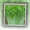 Ảnh của Hạt rau mầm rau muống Thái Lan siêu giòn ngọt -500g