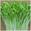Ảnh của Hạt rau mầm rau muống Thái Lan siêu giòn ngọt -200g