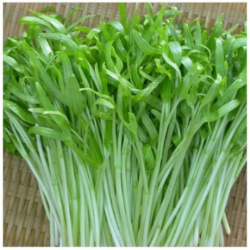 Ảnh của Hạt rau mầm rau muống Thái Lan siêu giòn ngọt -200g
