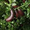 Picture of Cây Chanh ngón tay giống, Loại Chanh kỳ diệu, Finger lemon
