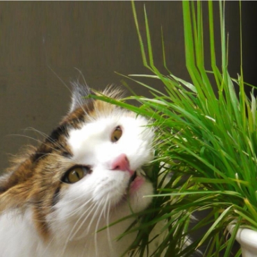 Hình ảnh cho danh mục Hạt giống khác