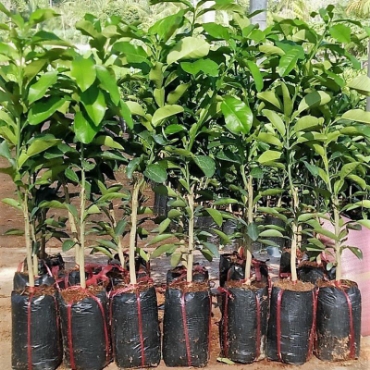 Hình ảnh cho danh mục Cây giống, cây con