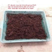 Ảnh của Thùng 24 viên nén mụn dừa trồng rau sạch TP.V24, Bánh xơ dừa trồng cây, Xơ dừa ép bánh