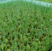 Ảnh của Hạt giống rau mầm Đậu Hà  Lan, Hạt mầm Đậu Hà Lan không chất bảo quản (500g)