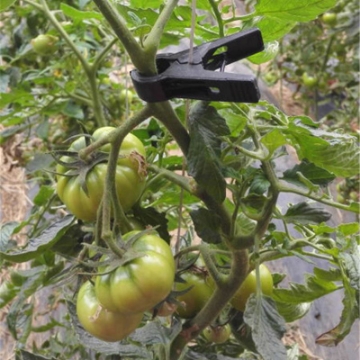 Ảnh của Kẹp nhựa cố định dây leo KDL-20, Kẹp cà chua, Kẹp dưa lưới, dưa leo, Kẹp nho, Kẹp hoa