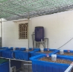 Ảnh của Khay nhựa trồng Aquaponics 200l