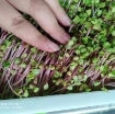 รูปภาพของ Hạt giống rau mầm củ cải đỏ