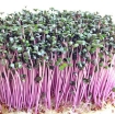 Picture of Hạt giống rau mầm củ cải đỏ - 500g