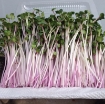 Picture of Hạt giống rau mầm củ cải đỏ - 500g