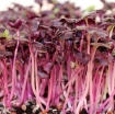 Picture of Hạt giống rau mầm củ cải đỏ - 500g