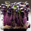 Picture of Hạt giống rau mầm củ cải đỏ - 500g