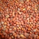 Ảnh của Hạt giống rau mầm củ cải đỏ - 200g