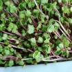 รูปภาพของ Hạt giống rau mầm củ cải đỏ - 200g