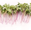 รูปภาพของ Hạt giống rau mầm củ cải đỏ - 200g