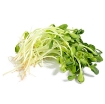 รูปภาพของ Hạt giống rau mầm hướng dương