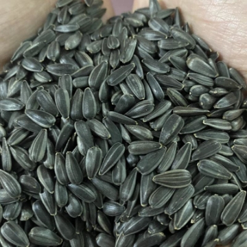 Ảnh của Hạt giống rau mầm hướng dương - 500g