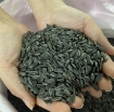 图片 Hạt giống rau mầm hướng dương - 100g