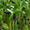 图片 Hạt giống rau mầm hướng dương - 100g