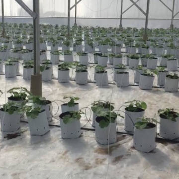 Ảnh của Túi trồng PE (R20 x H40) trồng cà chua, ớt, dưa lưới