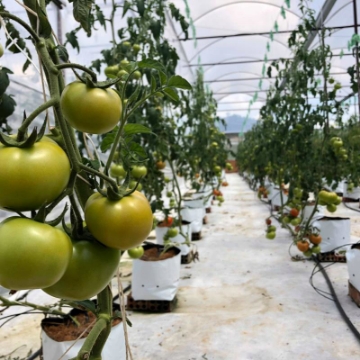 รูปภาพของ Túi trồng PE (R17 x H33) trồng cà chua, ớt, dưa lưới