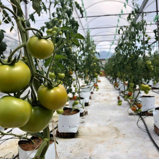 Gambar Túi trồng PE (R17 x H33) trồng cà chua, ớt, dưa lưới