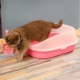 Picture of Khay vệ sinh Chó Mèo ECS-PET có ván giậm (Size S), Chậu cát vệ sinh Thú cưng Vật nuôi