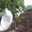 รูปภาพของ Túi Vải bảo vệ trái cây FFB.TX, Túi chống côn trùng, Túi bọc Nho chống Ong Ruồi vàng