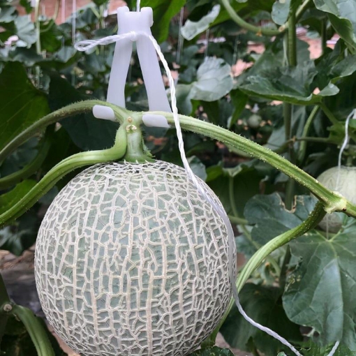 Ảnh của Móc nhựa treo Dưa lưới MCD-7X5, Móc treo quả chống gẫy cuống, Móc treo dưa chống đứt dây