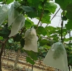 Picture of Túi Vải bảo vệ trái cây FFB.TX 30*40 cm, Túi bọc Nho, Bưởi chống Ong Ruồi vàng côn trùng