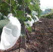 Picture of Túi Vải bảo vệ trái cây FFB.TX 30*40 cm, Túi bọc Nho, Bưởi chống Ong Ruồi vàng côn trùng