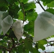Picture of Túi Vải bảo vệ trái cây FFB.TX 30*40 cm, Túi bọc Nho, Bưởi chống Ong Ruồi vàng côn trùng