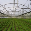 Ảnh của Màng nhà kính, Màng PE Trắng-Trong suốt che nhà kính, Phim lợp mái nhà kính, Film PE