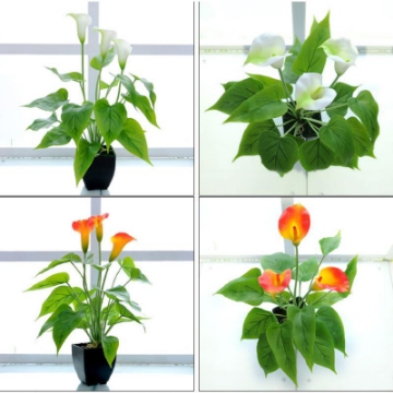 Ảnh của Hoa Rum (Calla Lily) THG-HR40, Hoa nhựa trang trí, Hoa giả cao cấp