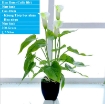 รูปภาพของ Hoa Rum (Calla Lily) THG-HR40, Hoa nhựa trang trí, Hoa giả cao cấp