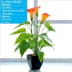 รูปภาพของ Hoa Rum (Calla Lily) THG-HR40, Hoa nhựa trang trí, Hoa giả cao cấp
