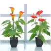 รูปภาพของ Hoa Rum (Calla Lily) THG-HR40, Hoa nhựa trang trí, Hoa giả cao cấp