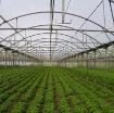 รูปภาพของ Màng nhà kính cho Nho MPE-T006, Màng PE Trắng-Trong suốt, Film PE