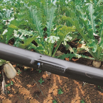 Ảnh của Dây tưới nhỏ giọt 1602.15.2L, Băng nhỏ giọt bù áp Dây bẹt PE, Mắt 15 cm, Dày 0.2 mm, 1000m