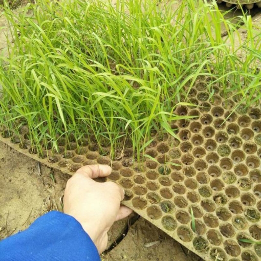 รูปภาพของ Khay gieo mạ ném, Khay gieo mạ tiện dụng KGM-N6133, Khay gieo lúa