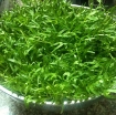 Ảnh của Hạt rau mầm rau muống Indonesia siêu giòn ngọt - 500g