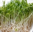 Ảnh của Hạt rau mầm rau muống Indonesia siêu giòn ngọt - 500g