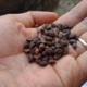 Ảnh của Hạt rau mầm rau muống Indonesia siêu giòn ngọt - 200g