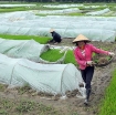 Ảnh của Màng Nilon che phủ gieo Mạ  MPE-V007, Màng PE chắn sương gió trồng Hoa Rau